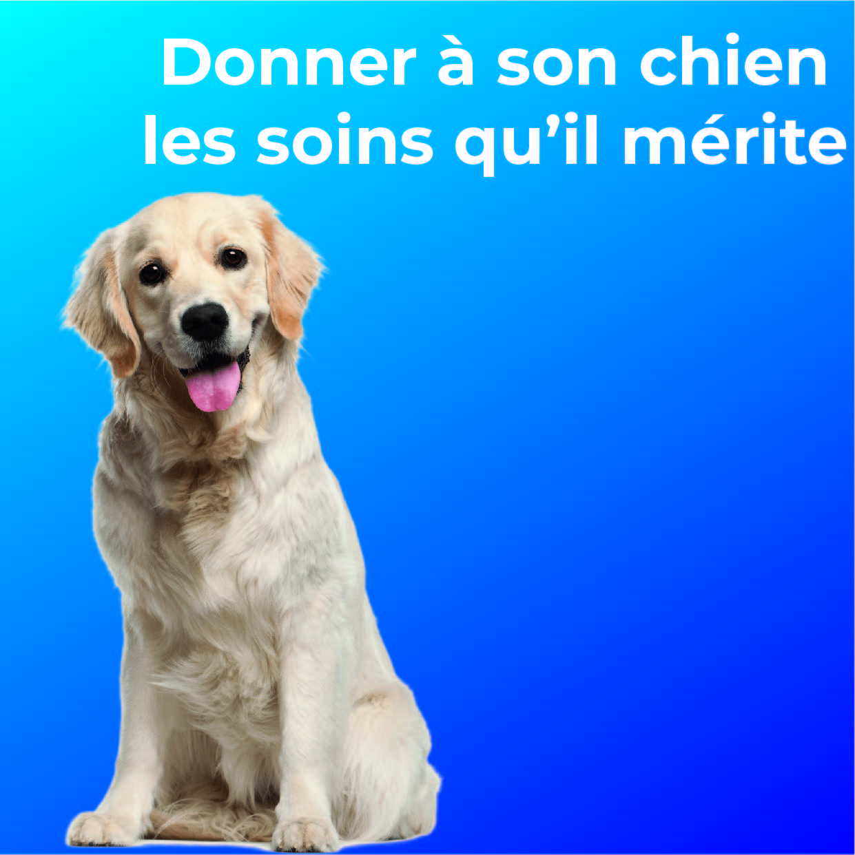 Assurances pour Chiens  Conseil Helvétique